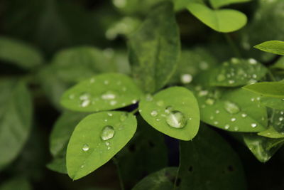 Close up shot of rain water drops on the single or lot of green leafs on the garden.