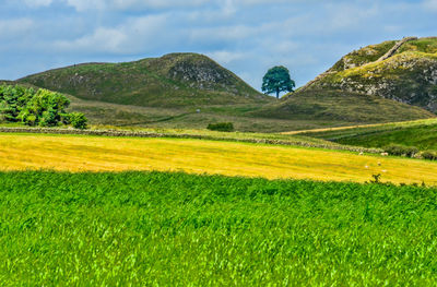 Scenic view of agricultural field against sky