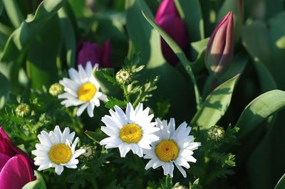 Close-up of white daisy flowers