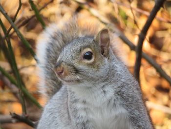 Close-up of squirrel