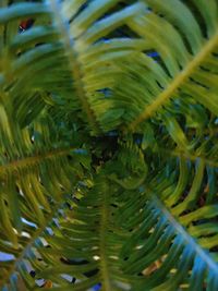 Close-up of fern leaves