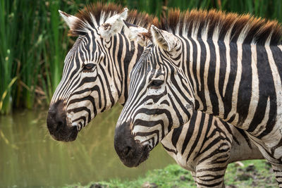 Close-up of zebra