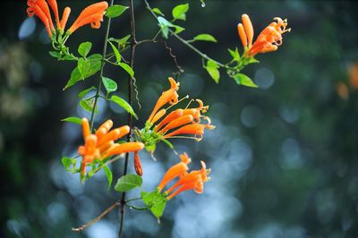 Close-up of orange flowering plant