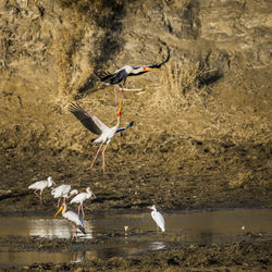 Seagull flying over a rock