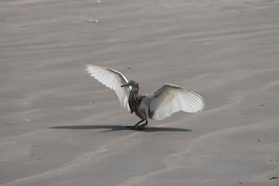 Birds in flight