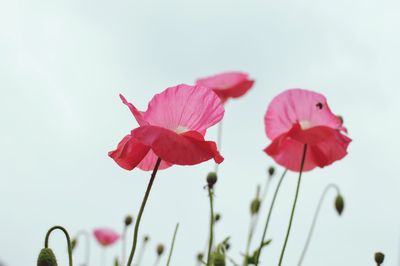 Close-up of pink flowers blooming against sky