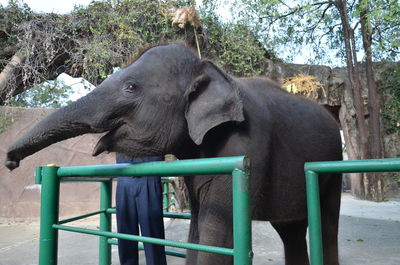 View of elephant in zoo