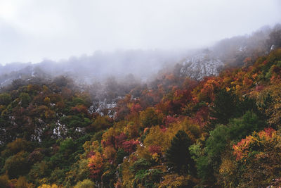 Trees in forest during autumn