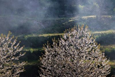 Scenic view of tree in forest