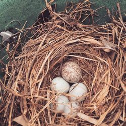 High angle view of bird in nest