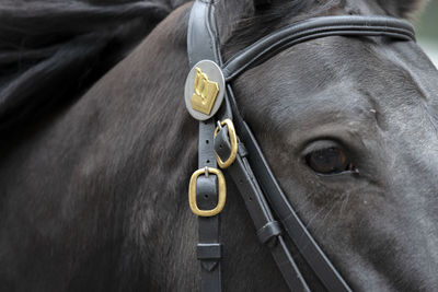 Close-up of a horse