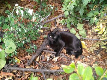 Cat on plant