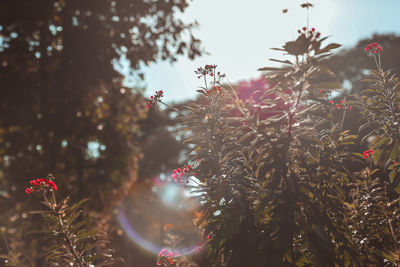 Low angle view of flowering plants against sky