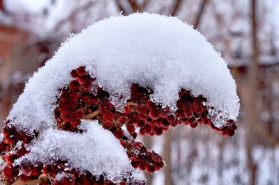 Close-up of icicles on tree