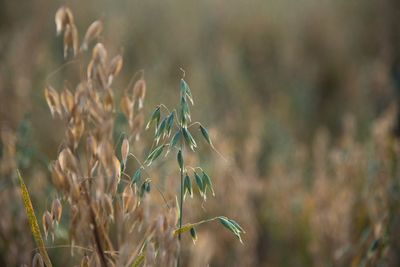 Close-up of crops on field