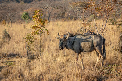 View of giraffe on landscape