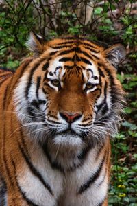 Close-up portrait of tiger