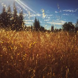 Plants growing on field against sky
