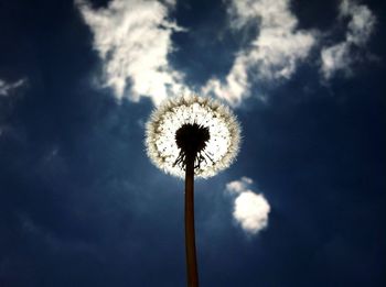 Low angle view of dandelion against cloudy sky