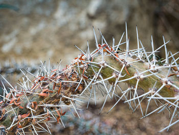 Close-up of succulent plant during winter
