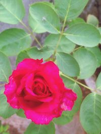 Close-up of pink rose