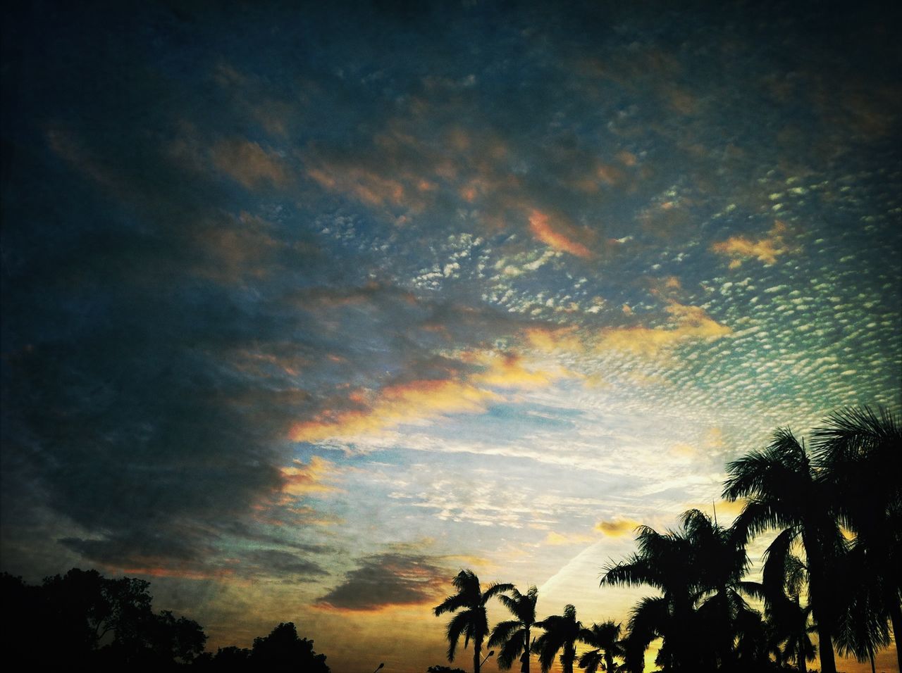 tree, sky, silhouette, low angle view, sunset, palm tree, cloud - sky, tranquility, beauty in nature, scenics, tranquil scene, nature, cloudy, growth, cloud, dusk, idyllic, dramatic sky, outdoors, no people