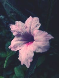 Close-up of hibiscus flower