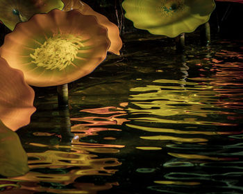 Close-up of lotus water lily in lake