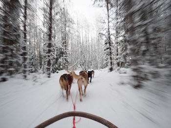 Dog standing on snow covered trees