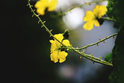 Close-up of yellow flowering plant