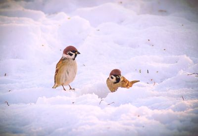 Birds perching on snow