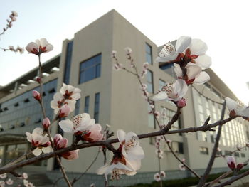 Close-up of white cherry blossom against building