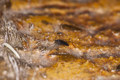 Close-up of lizard on rock