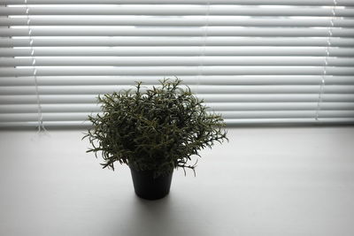 Close-up of potted plant on table