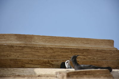 Low angle view of an animal on wood against clear sky