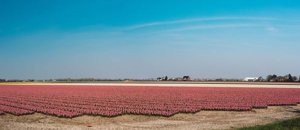 Scenic view of field against blue sky