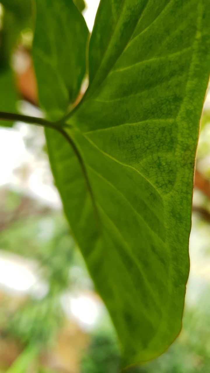 CLOSE-UP OF LEAVES