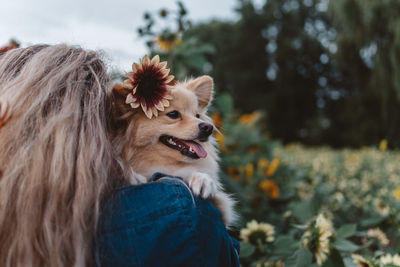 Close-up of a dog looking away