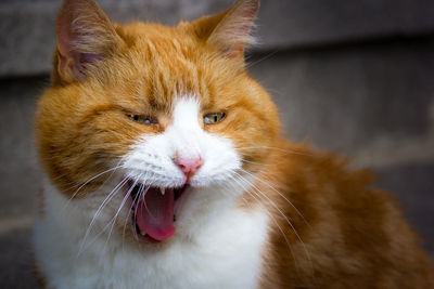 Close-up portrait of cat