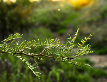 Close-up of plant growing on field