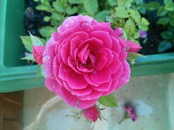 Close-up of pink rose