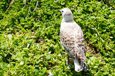 Bird perching on leaf