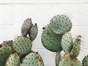 Close-up of prickly pear cactus