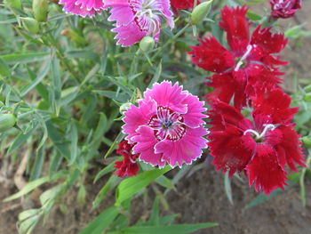 Close-up of red flowering plant