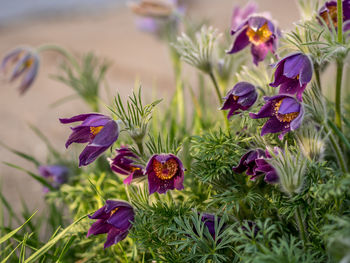 Close-up of purple flowering plants, pulsatilla
