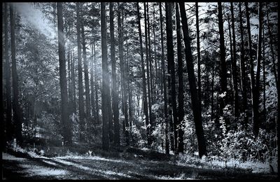 Trees in forest