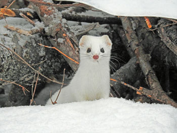 Portrait of a cat on snow