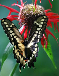 Close-up of butterfly on flower