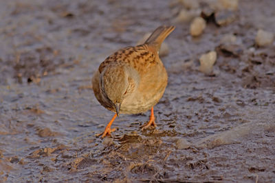 Close-up of bird on beach