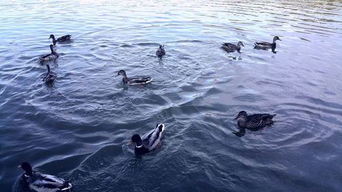 High angle view of mallard ducks swimming in lake